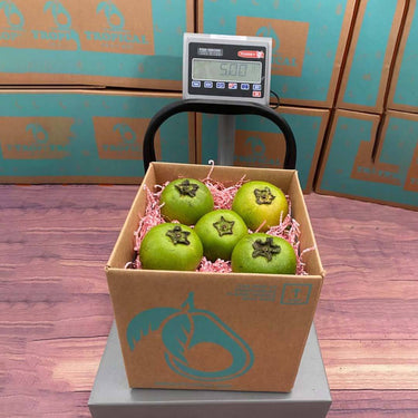 Black Sapote Box Specialty Box Tropical Fruit Box Small 3 Pounds